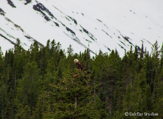 A bald eagle sits on top of a spruce. Snowy mountain slopes rise behind the forest.