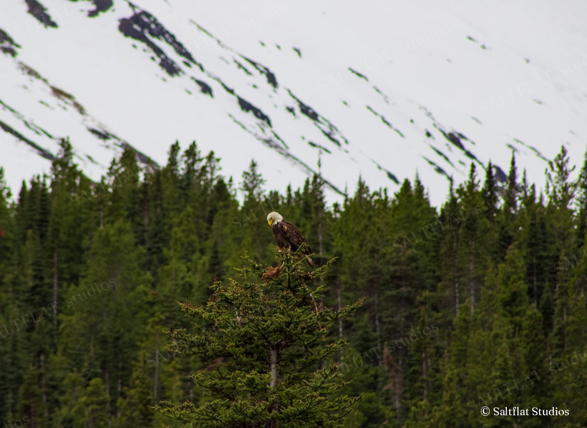 A bald eagle sits on top of a spruce. Snowy mountain slopes rise behind the forest.
