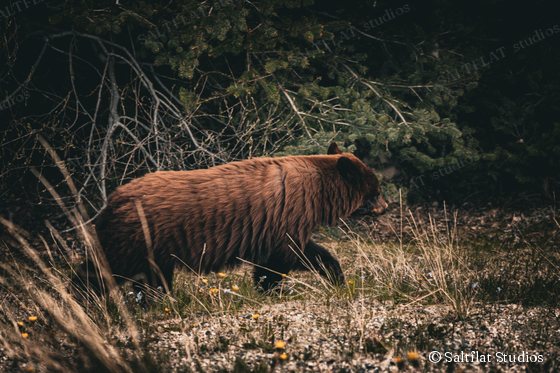 A cinnamon bear walks through grass and wildflowers at the edge of a dark forest.