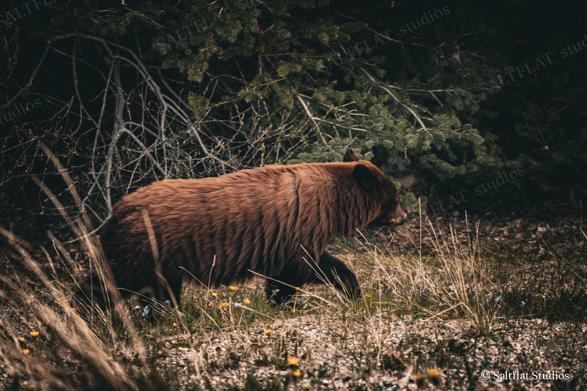 A cinnamon bear walks through grass and wildflowers at the edge of a dark forest.