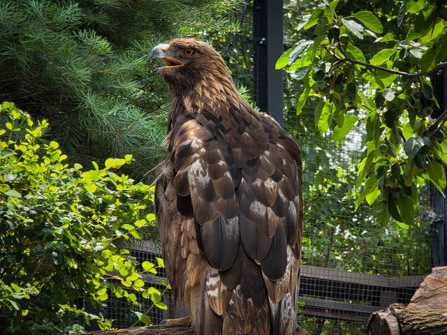 A brown eagle perches among green leaves.