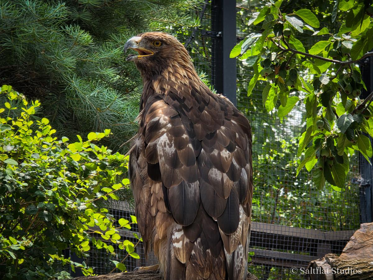 A brown eagle perches among green leaves.