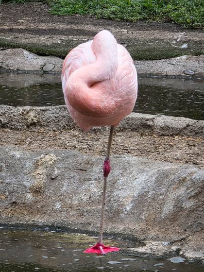 A flamingo stands on one leg beside the rocks.
