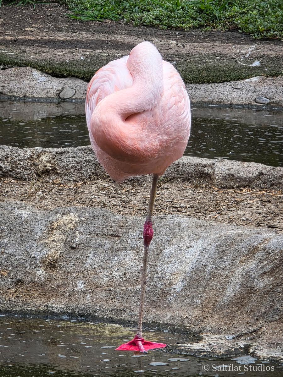 A flamingo stands on one leg beside the rocks.