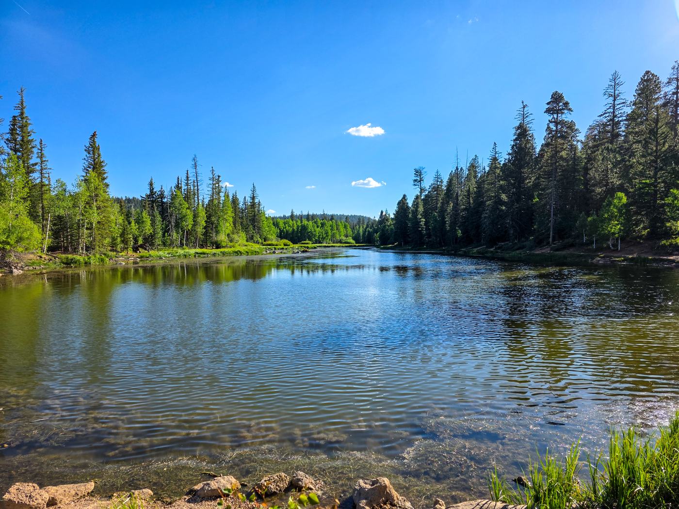 Tall pines line a calm stretch of water under a clear blue sky.