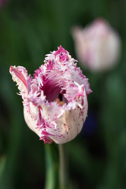 A fringed tulip with pink and white petals.