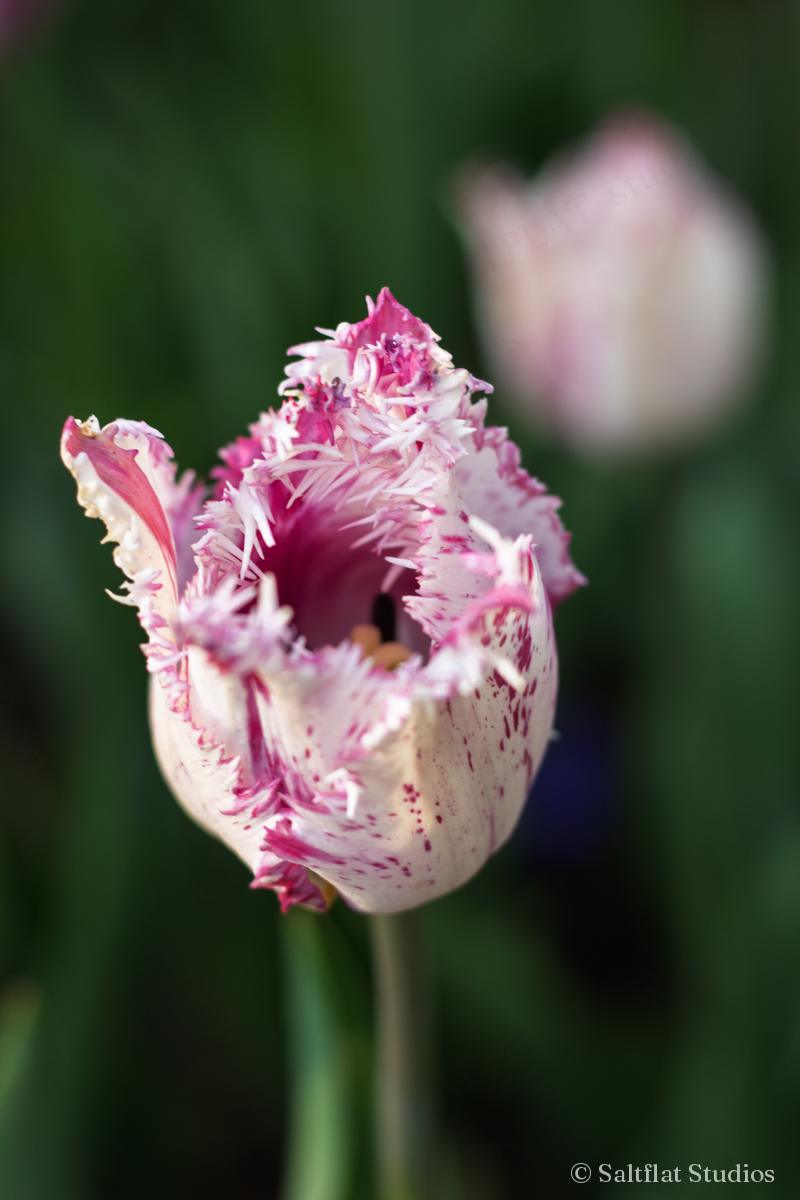 A fringed tulip with pink and white petals.