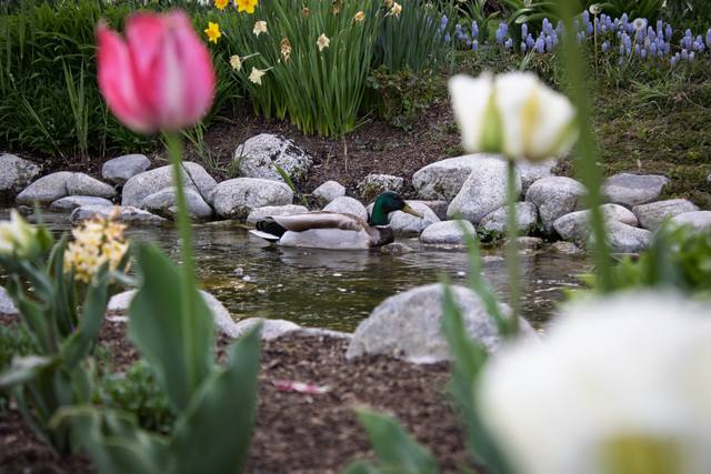 A small rock pond with tulips and daffodils beside it.