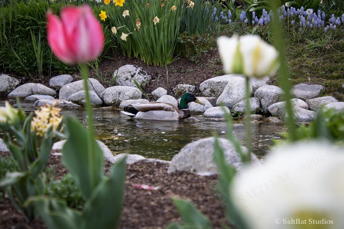 A small rock pond with tulips and daffodils beside it.