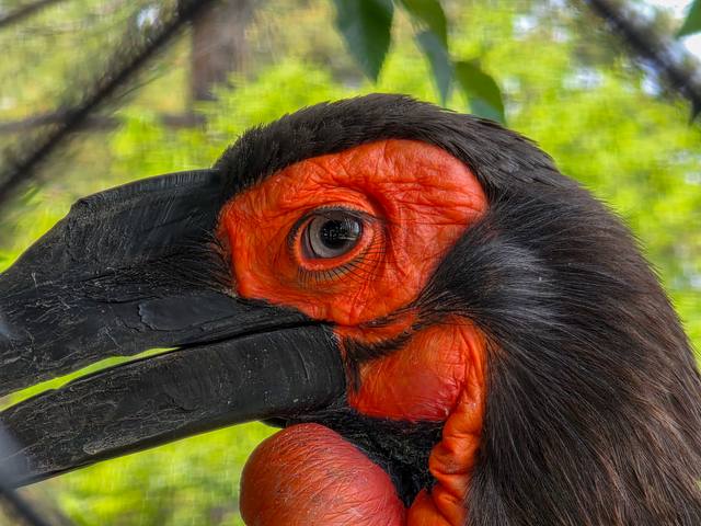 A close view of a ground hornbill's red face.