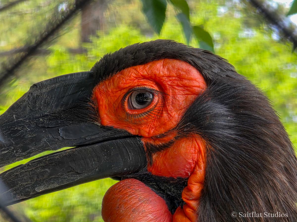 A close view of a ground hornbill's red face.