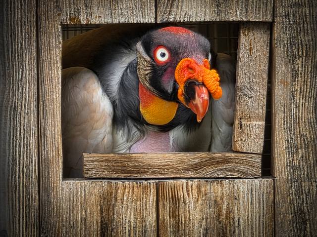 A king vulture looks out from a wooden frame.