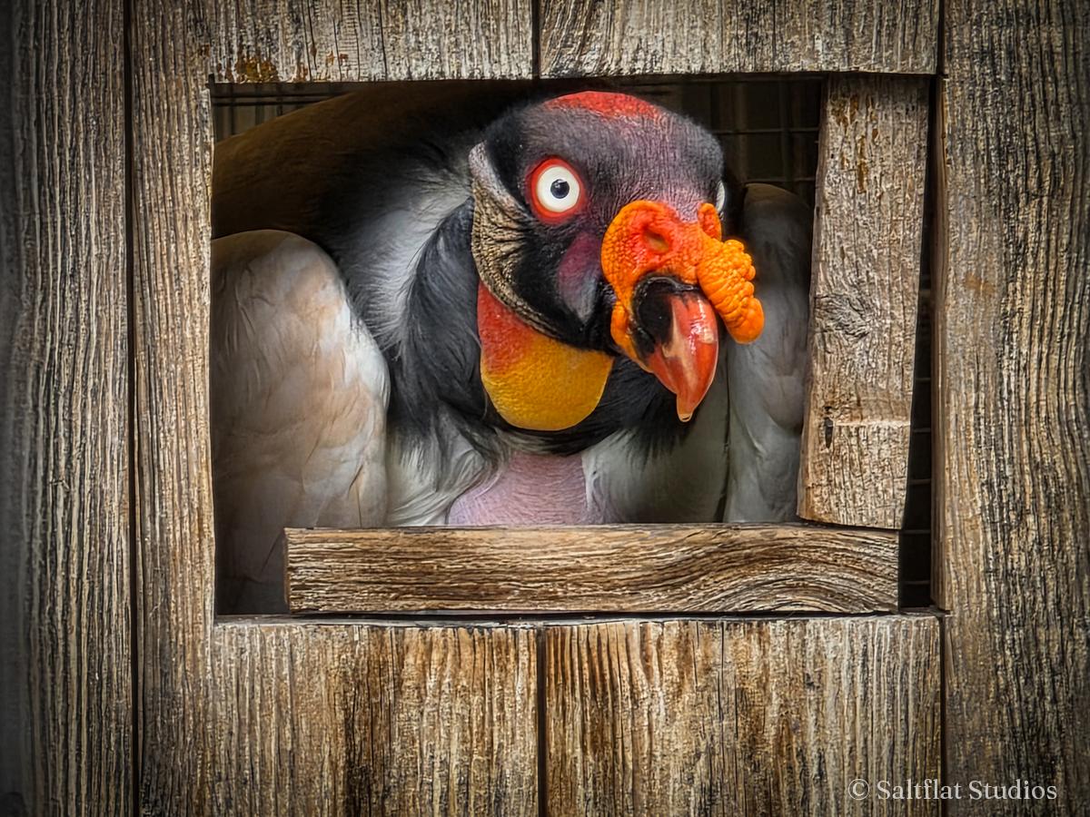 A king vulture looks out from a wooden frame.