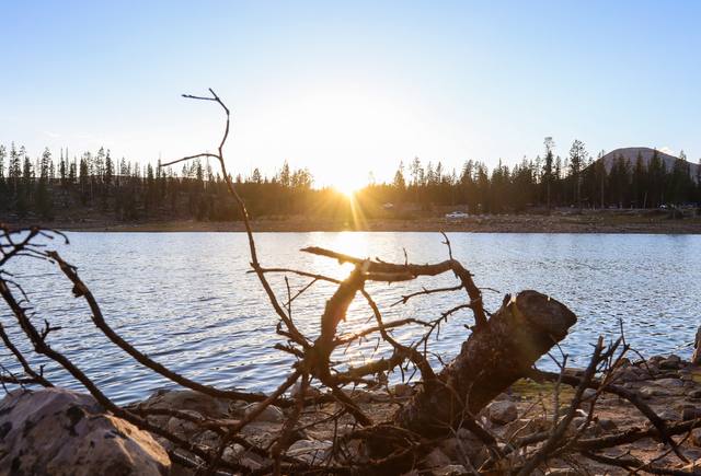 The sun sets behind a line of pines over calm water.