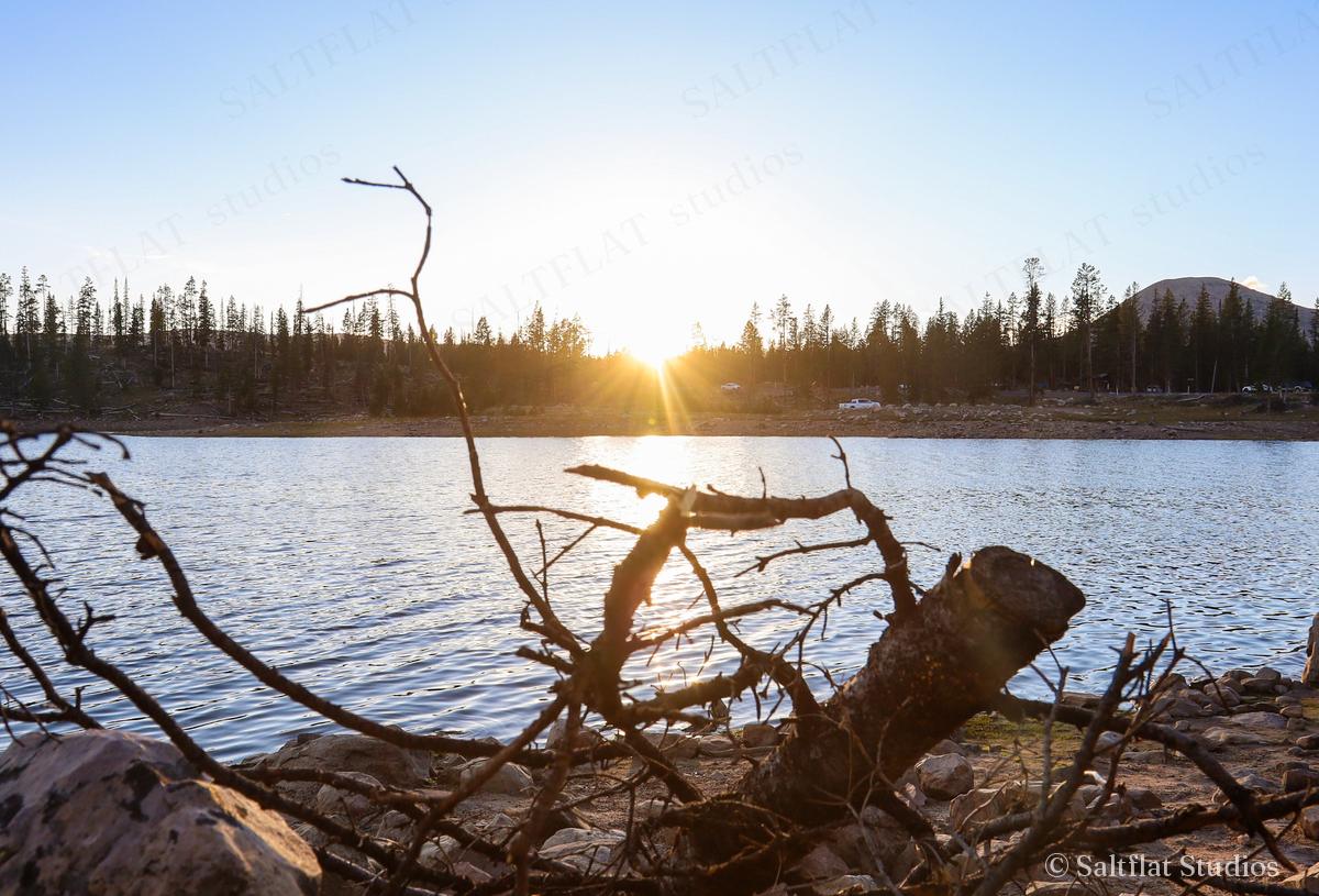 The sun sets behind a line of pines over calm water.
