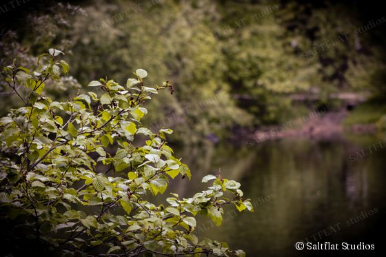 Bright green leaves hang over a calm, dark river in soft light.