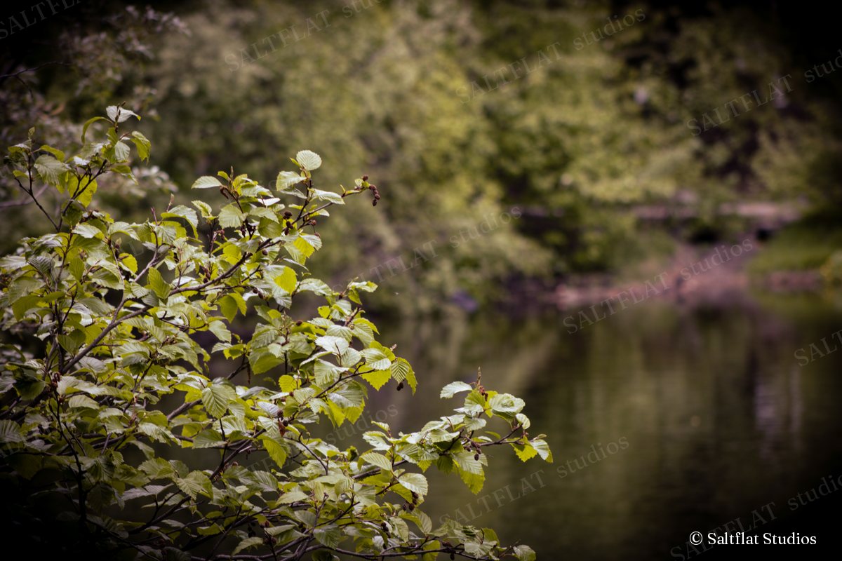 Bright green leaves hang over a calm, dark river in soft light.