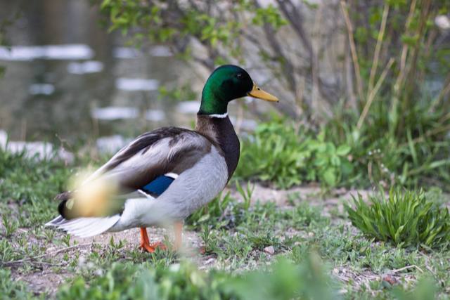 A mallard walks across a garden path in spring.
