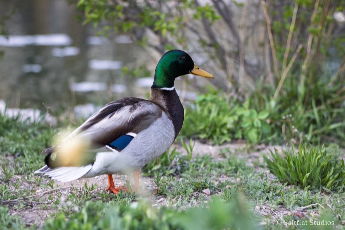 A mallard walks across a garden path in spring.