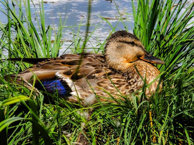 A mallard rests in tall green grass at the water's edge.