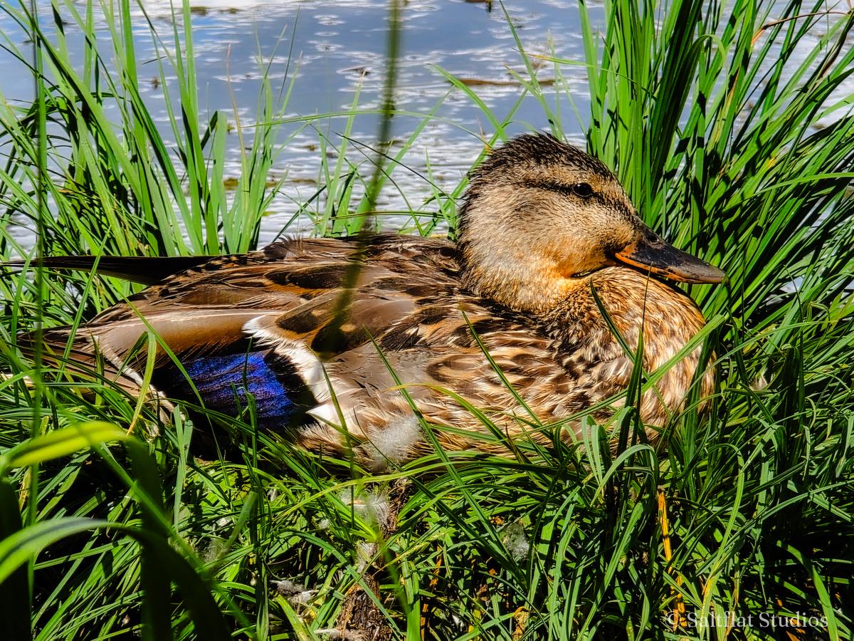 A mallard rests in tall green grass at the water's edge.