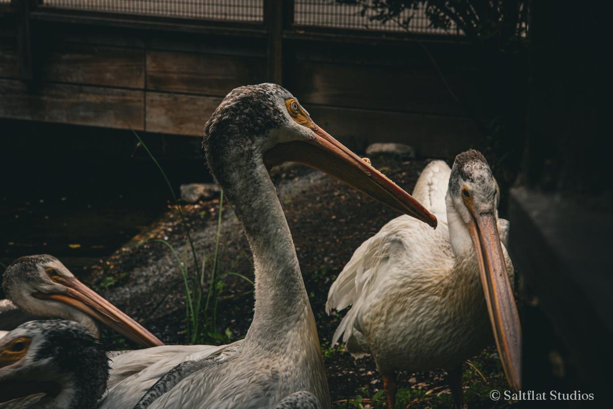 Two pelicans rest side by side.