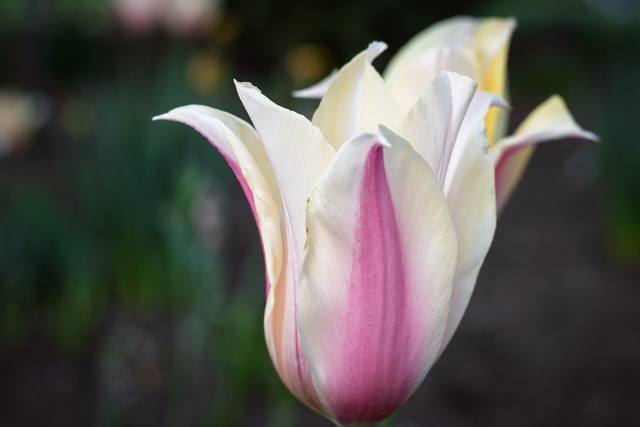 A white tulip with pink stripes opens its pointed petals.