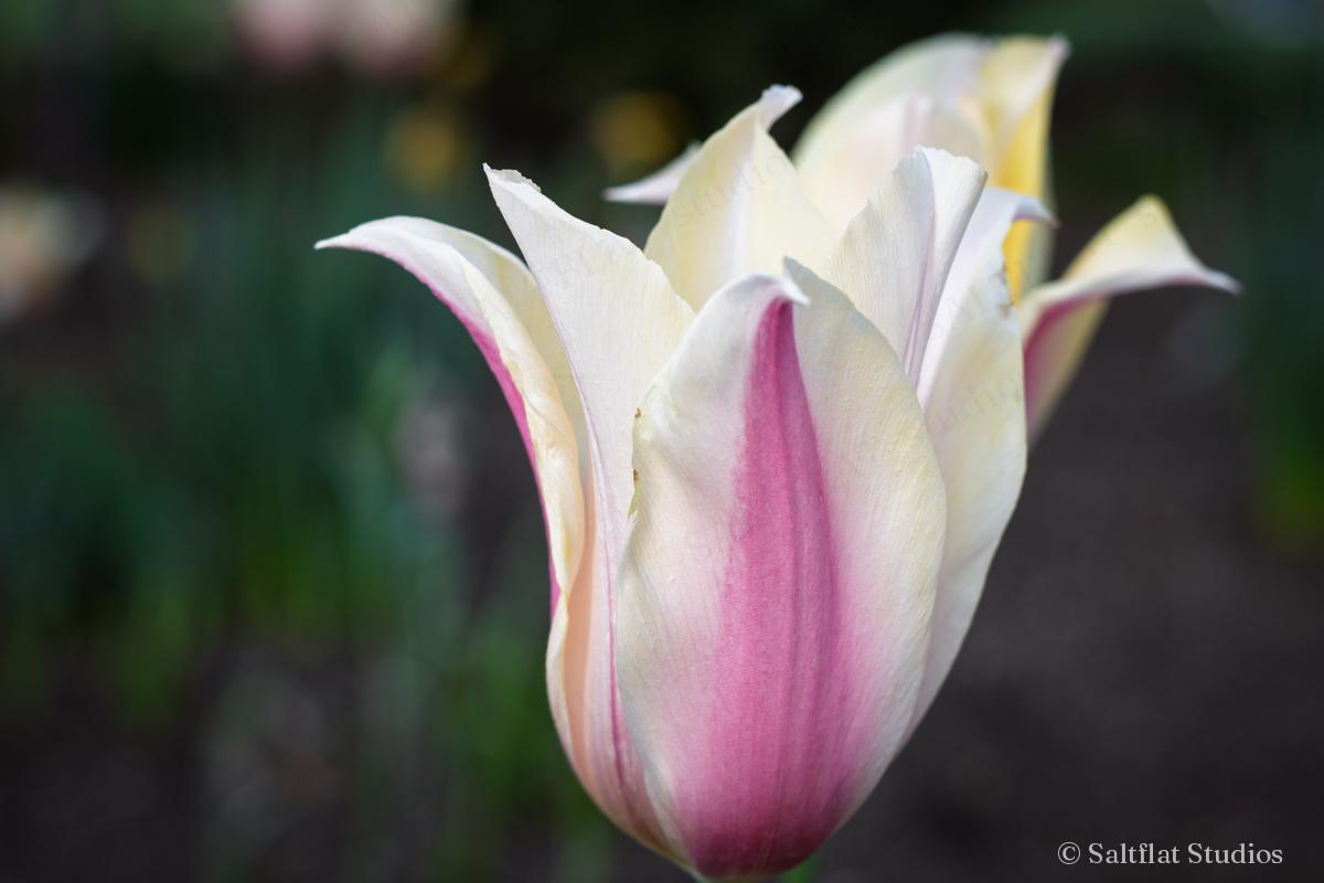 A white tulip with pink stripes opens its pointed petals.