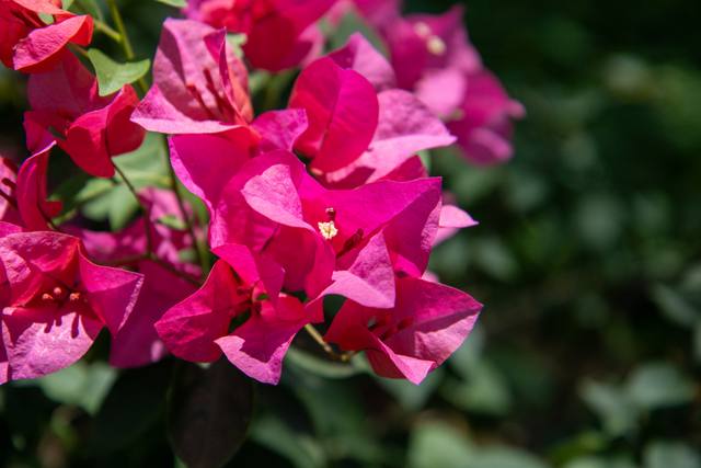 Hot pink bougainvillea fills the frame in bright light.