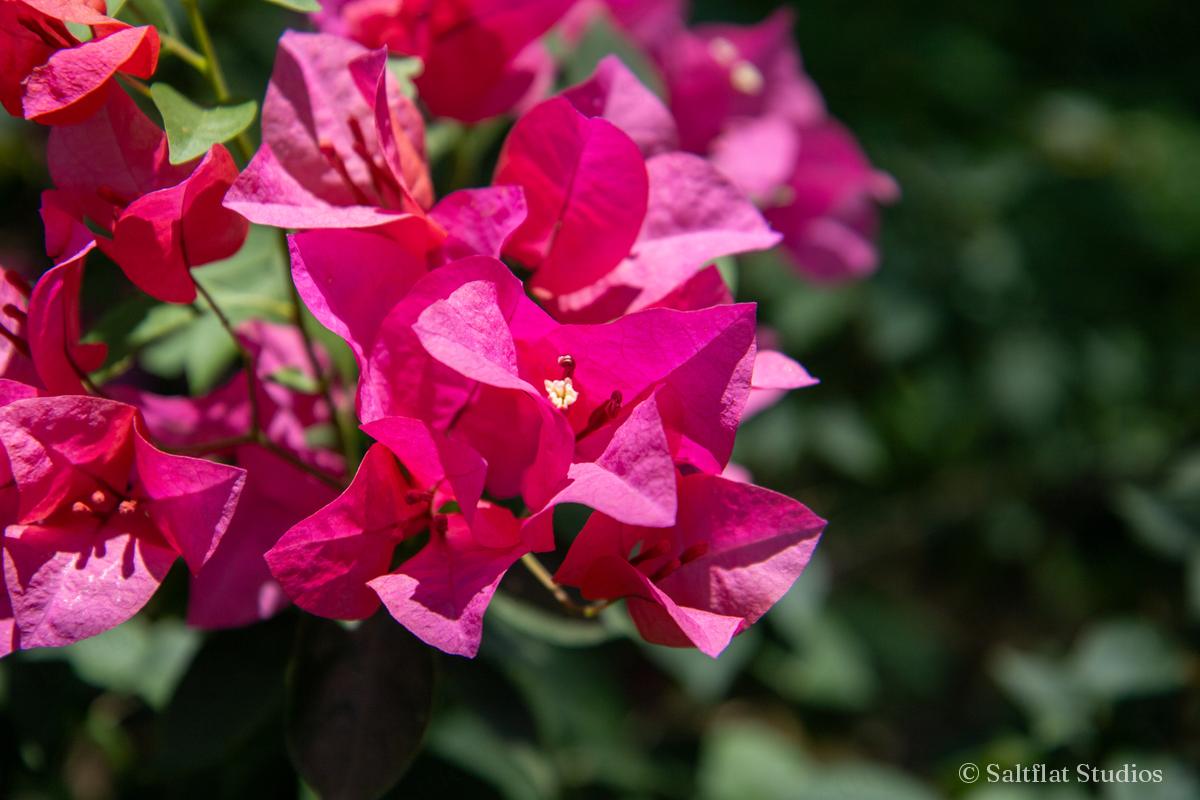 Hot pink bougainvillea fills the frame in bright light.