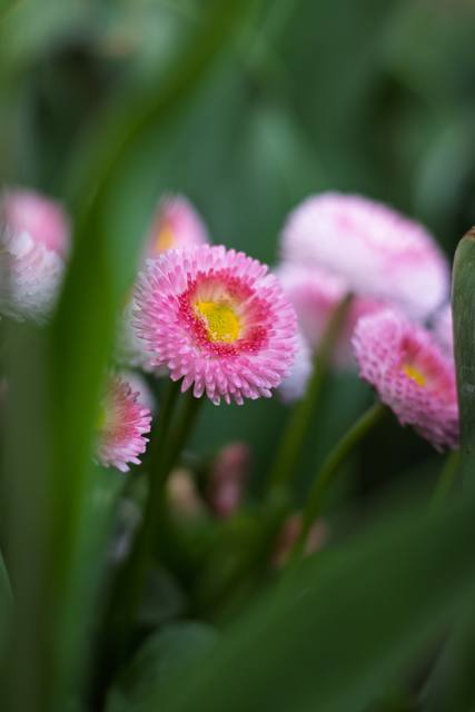Pink daisies in soft focus among green leaves.