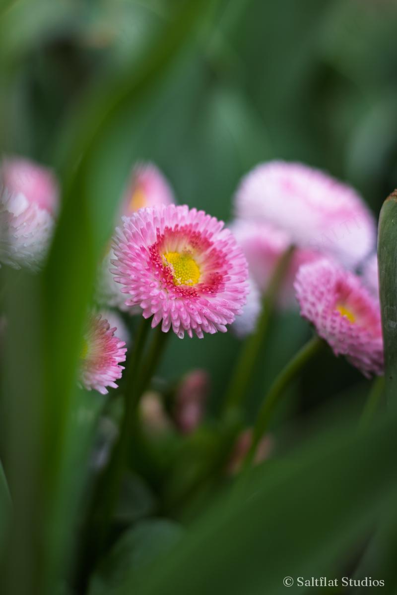 Pink daisies in soft focus among green leaves.