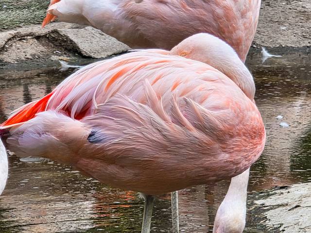 A flamingo rests with its head tucked in shallow water.