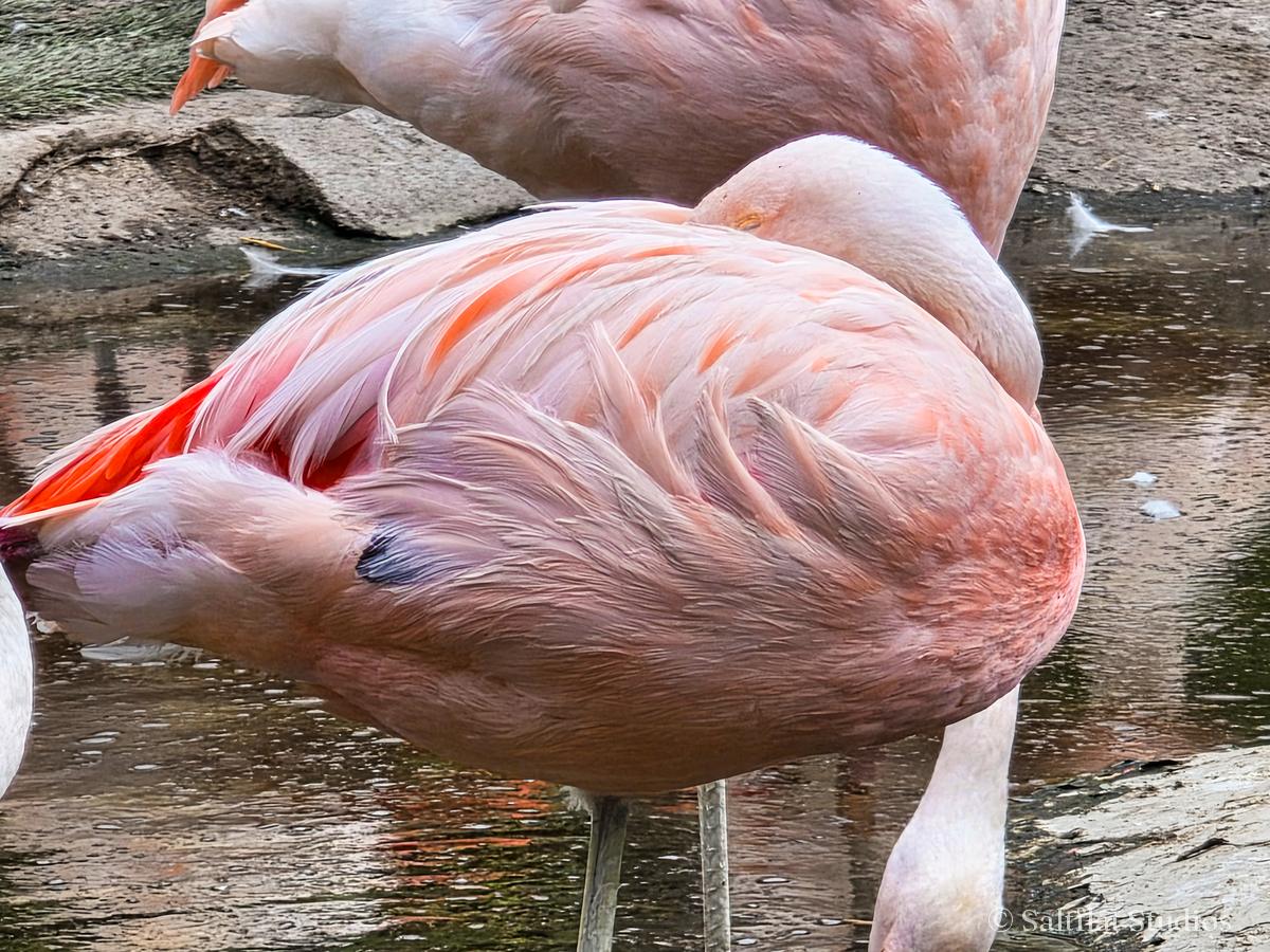A flamingo rests with its head tucked in shallow water.