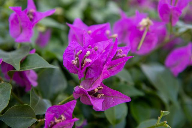 Bright purple bougainvillea against green leaves.