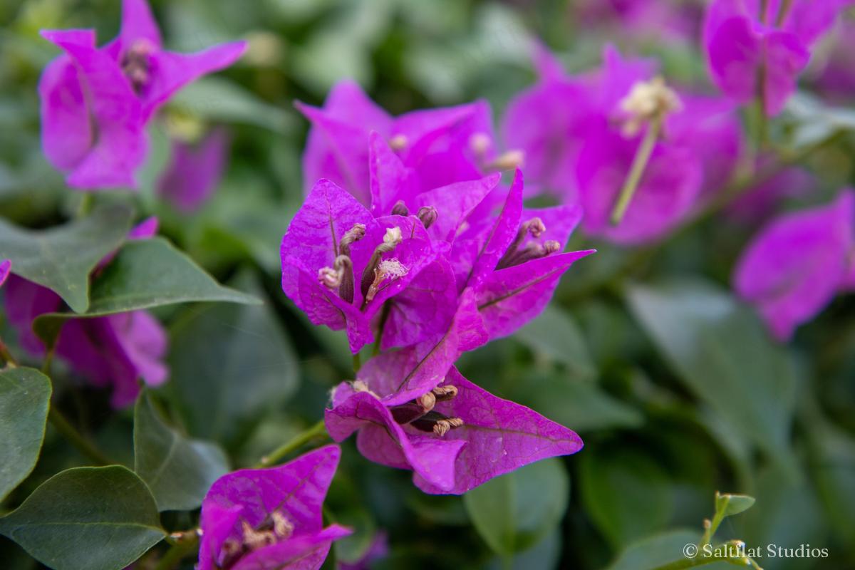 Bright purple bougainvillea against green leaves.