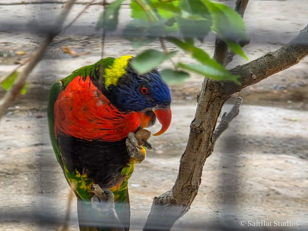 A rainbow lorikeet holds a nut on a branch.