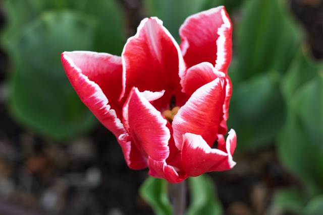 A red tulip with white-edged petals.