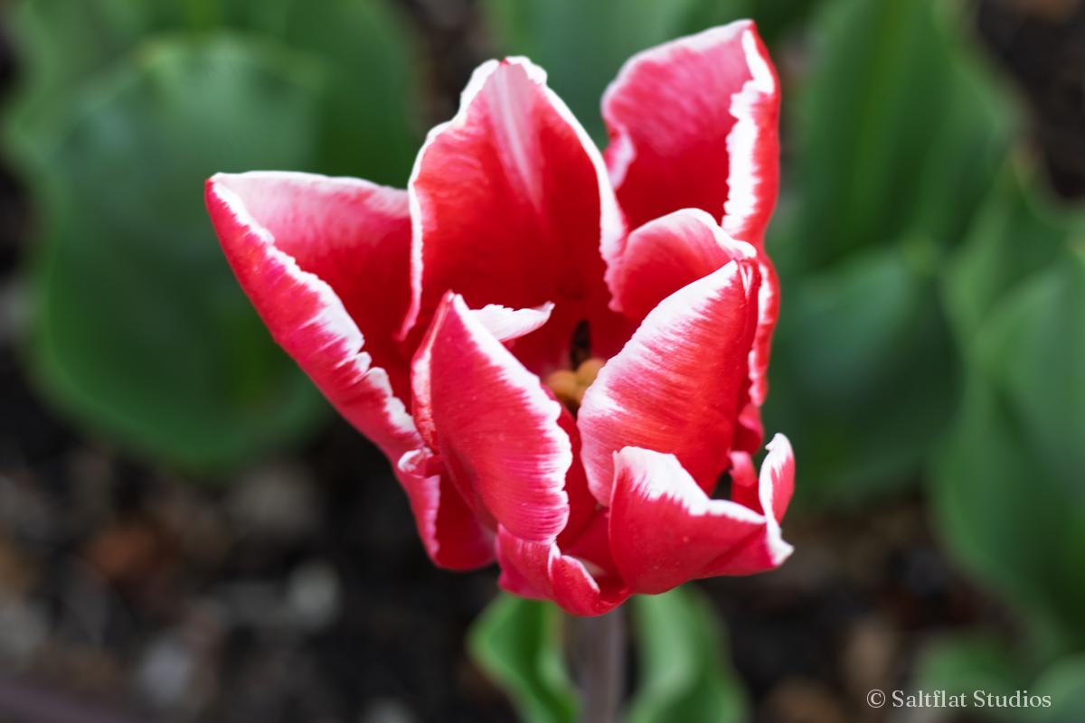 A red tulip with white-edged petals.