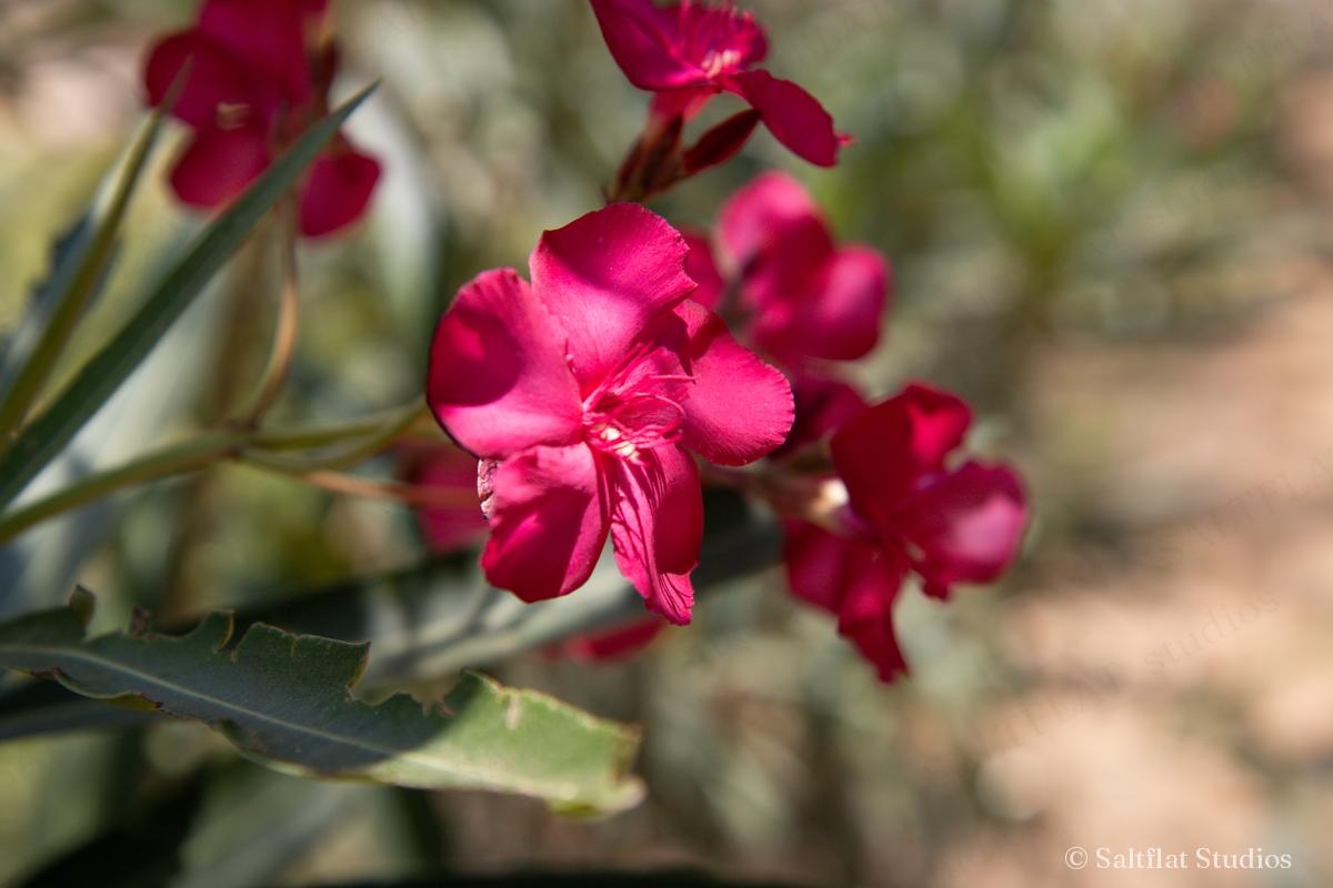 Small red flowers bloom among green leaves.