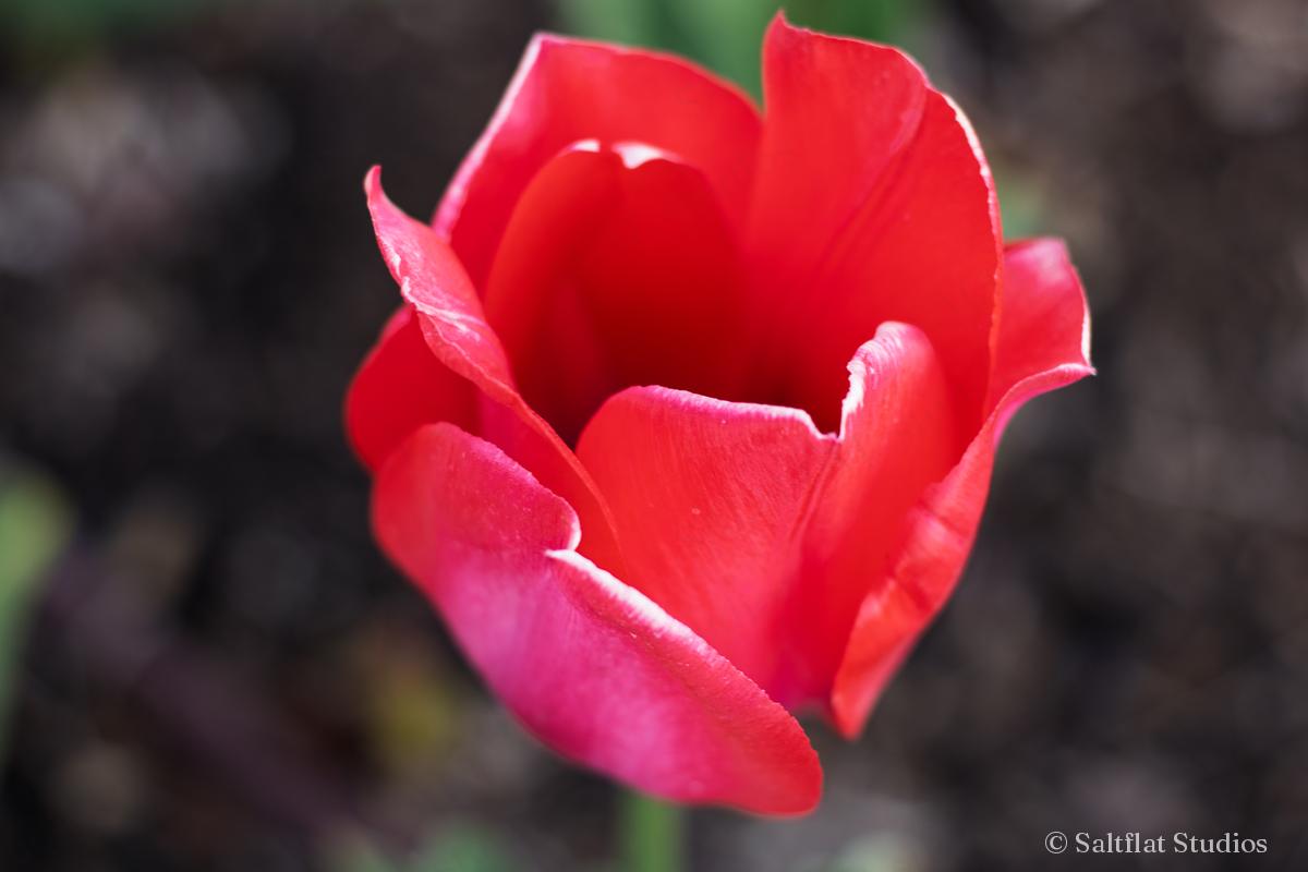 A red tulip stands open against a dark background.