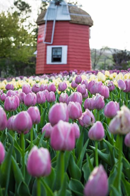 A red windmill above rows of tulips.