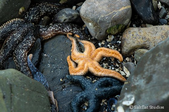 An orange sea star rests between dark sea stars on wet stones at low tide.