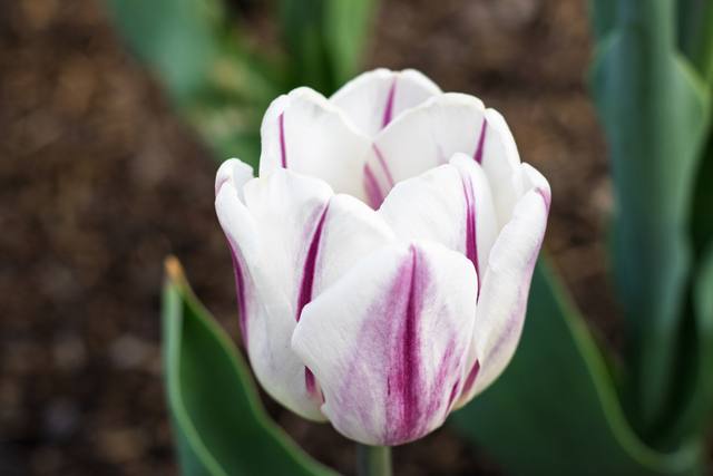 A white tulip with deep purple stripes in soft light.