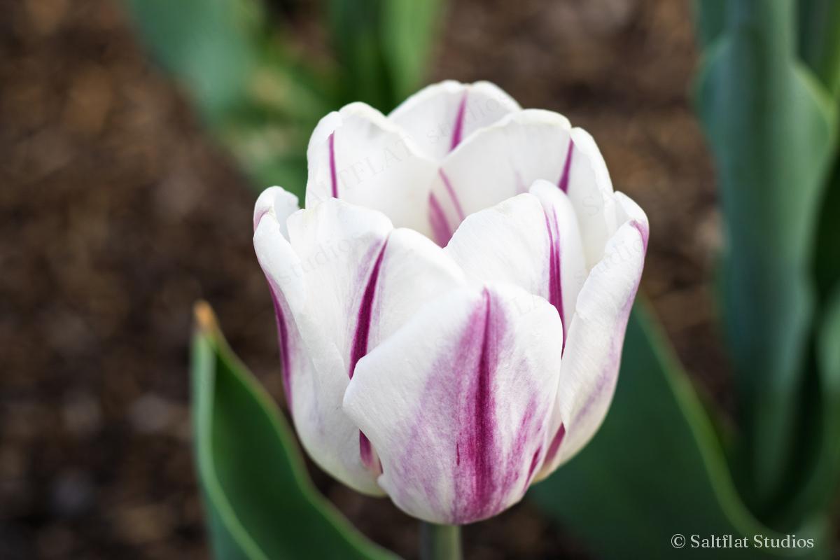 A white tulip with deep purple stripes in soft light.