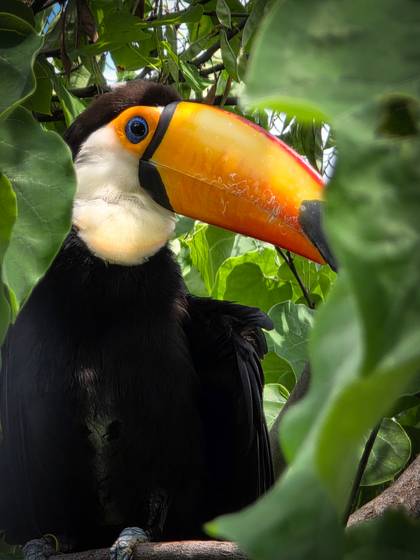 A toucan sits behind large green leaves.