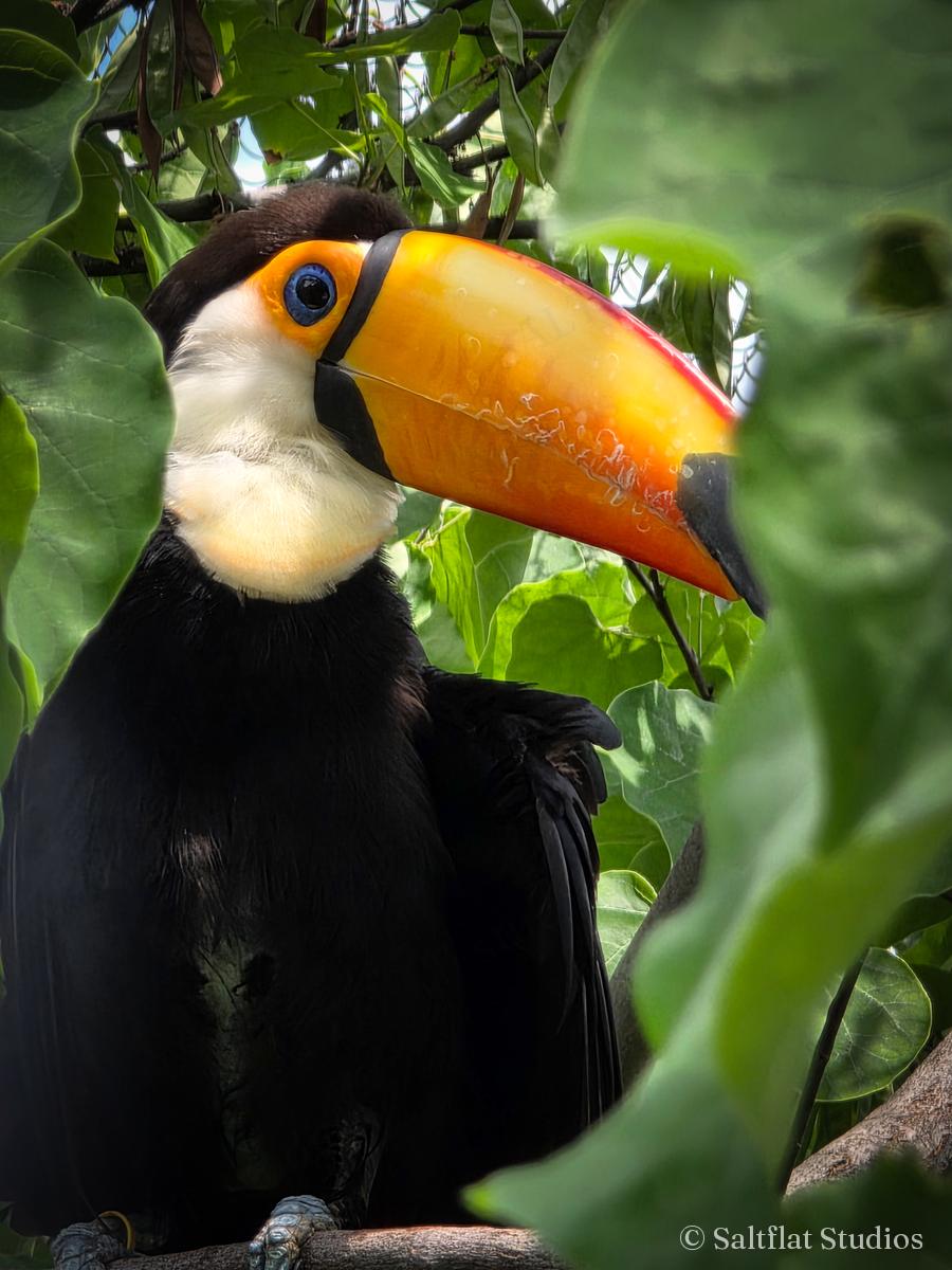 A toucan sits behind large green leaves.