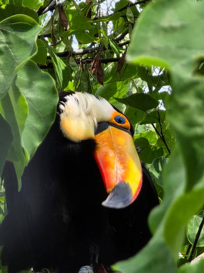 A toucan tilts its head behind green leaves.