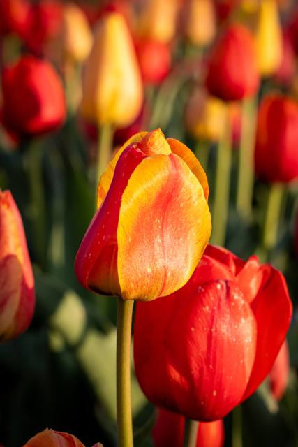 Red, orange and yellow tulips in warm light.