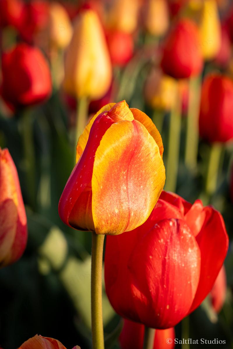 Red, orange and yellow tulips in warm light.